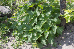 Urtica dioica