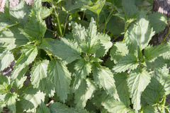 Urtica dioica