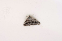 Digrammia pictipennata