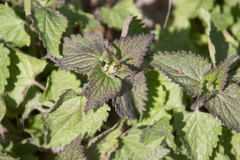 Lamium album