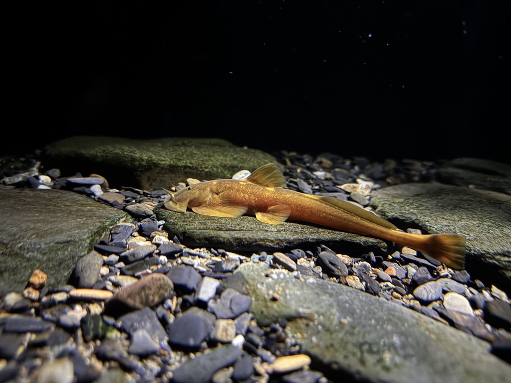 Tremeuchiloglanis salicesbarba