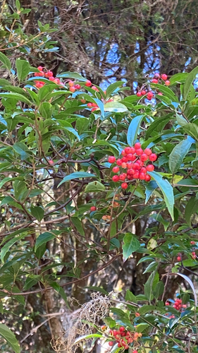 Viburnum foetidum, 2026-10-18