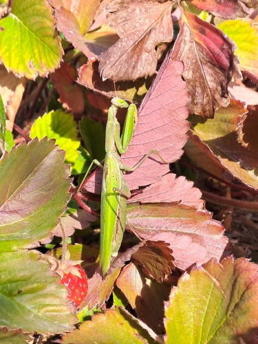 European Mantis
