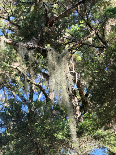 Dolichousnea longissima, 2026-10-18