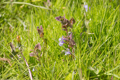 Glechoma hederacea