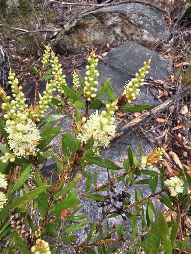 Melaleuca pallida observed 2026-10-17