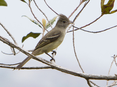 Elaenia flavogaster