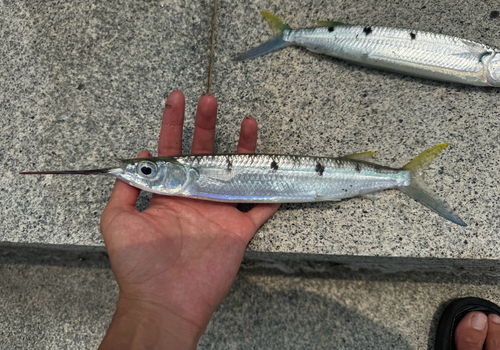 Hemiramphus observed 2026-10-18