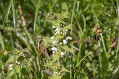 Lamium album
