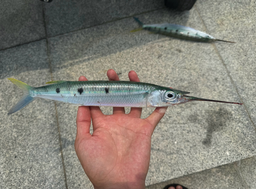 Hemiramphus observed 2026-10-18