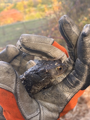 European Toad