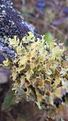 Vulpicida juniperinus, 2026-10-18