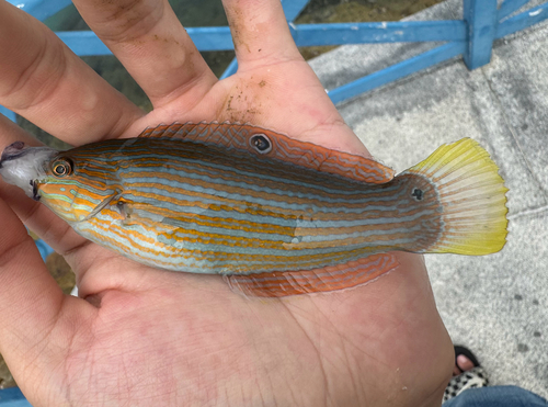 Halichoeres leucurus observed 2026-10-18
