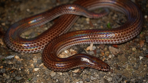 Asian Sunbeam Snake
