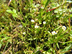 Plagiobothrys scouleri