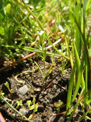 Plagiobothrys scouleri