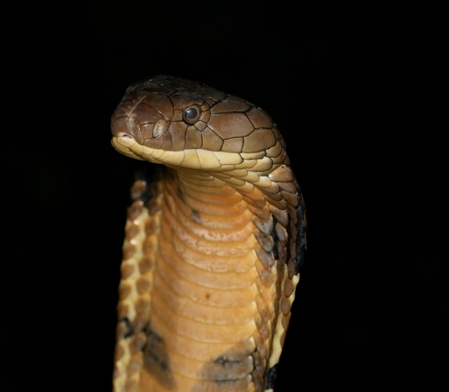 Sunda King Cobra