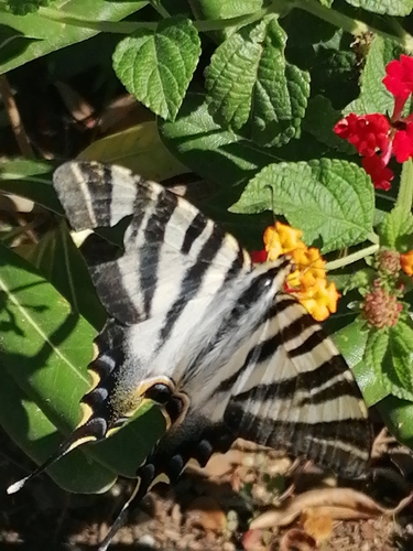 Iberian Scarce Swallowtail