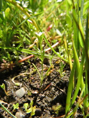 Plagiobothrys scouleri