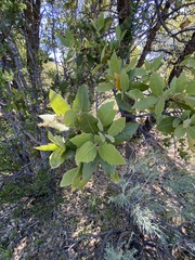 Quercus peninsularis