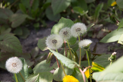 Taraxacum officinale