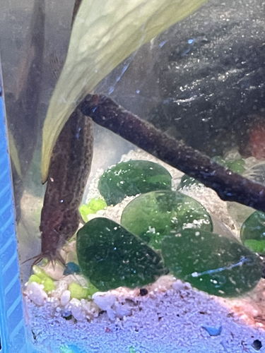 Large-scale Loach