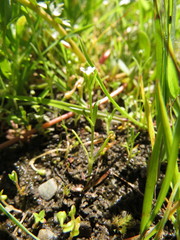 Plagiobothrys scouleri