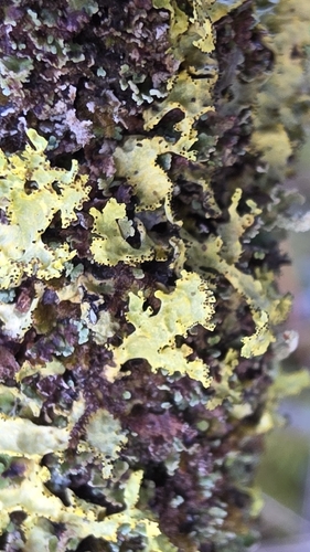 Vulpicida juniperinus, 2026-10-18