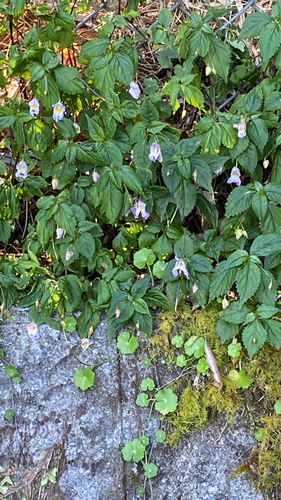 Impatiens uniflora observed 2026-10-18