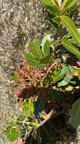 Pieris japonica observed 2026-10-18
