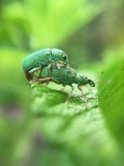 Polydrusus formosus