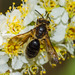 Andrena crataegi - Photo (c) bob15noble, algunos derechos reservados (CC BY-NC), uploaded by bob15noble
