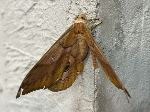 Rinaca japonica