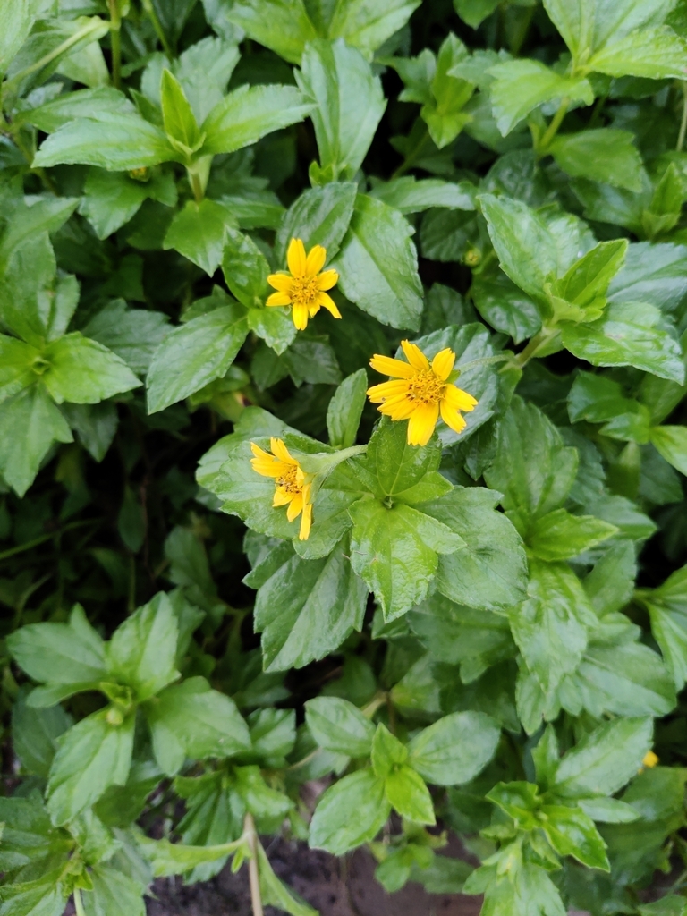 Trailing Daisy