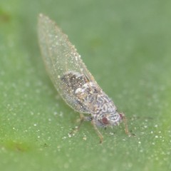 Bactericera cockerelli