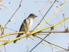 Elaenia parvirostris