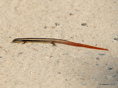 Riopa punctata