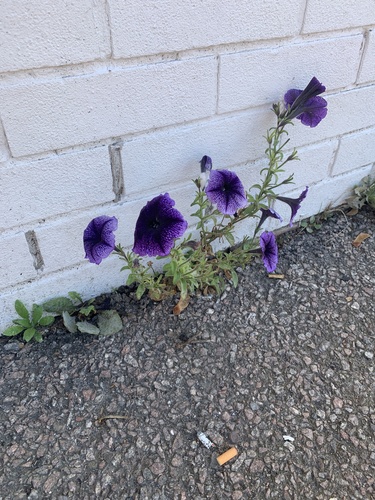 Petunia atkinsiana observed 2026-10-18