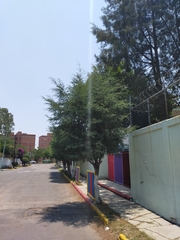 Cupressus lusitanica