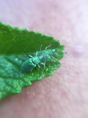 Polydrusus formosus