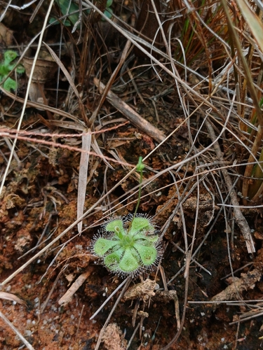 Drosera burmannii observed 2026-10-18