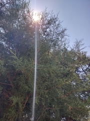 Cupressus lusitanica