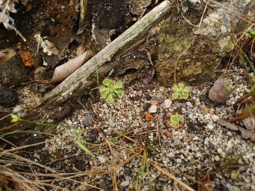 Drosera burmannii observed 2026-10-18