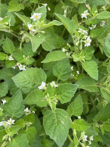 Hairy Nightshade