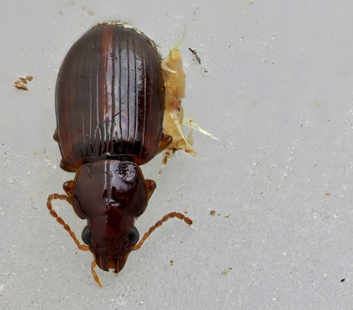Bradycellus