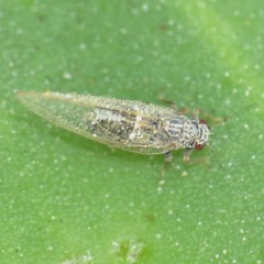 Bactericera cockerelli