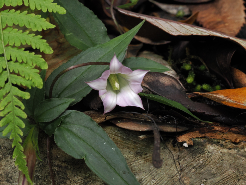 Tripterospermum membranaceum