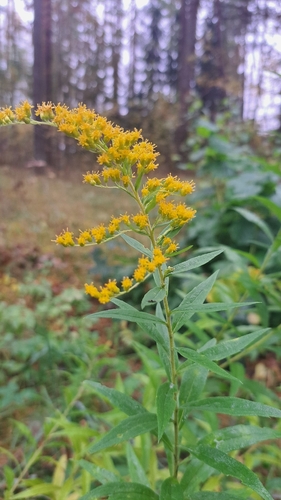 Canada goldenrod