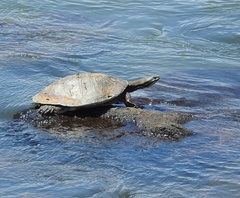 Phrynops williamsi