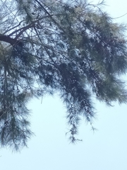Casuarina equisetifolia